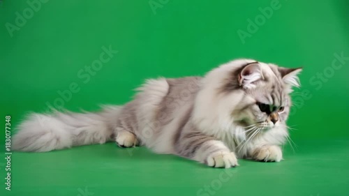 Silver chinchilla persian cat lying down on a green background looking at the camera directly green screen cat video