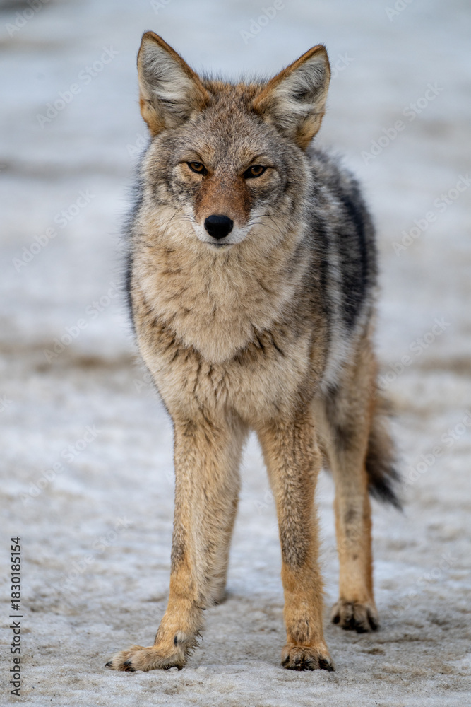 Obraz premium Coyote standing in snow looking 