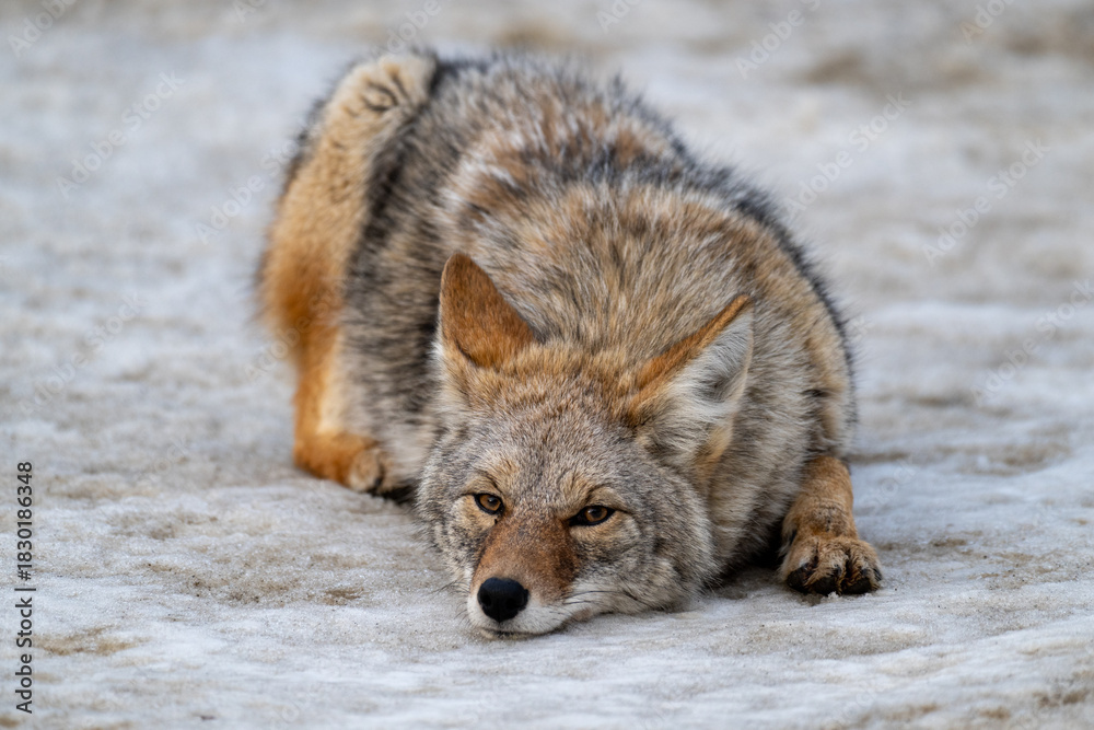 Obraz premium Coyote laying in the snow