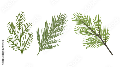 A green dill plant with its leaf and branch is isolated on a white background for a fresh nature closeup