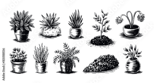 Collection of various potted plants and botanical sketches in monochrome offering a rustic and organic aesthetic for decorative use and naturethemed projects