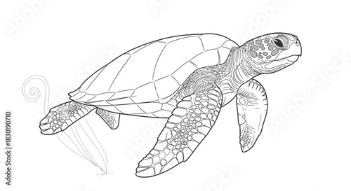 Line Art Sea Turtle Illustration