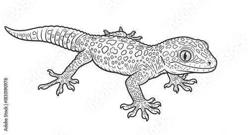 Black and white illustration of a lizard