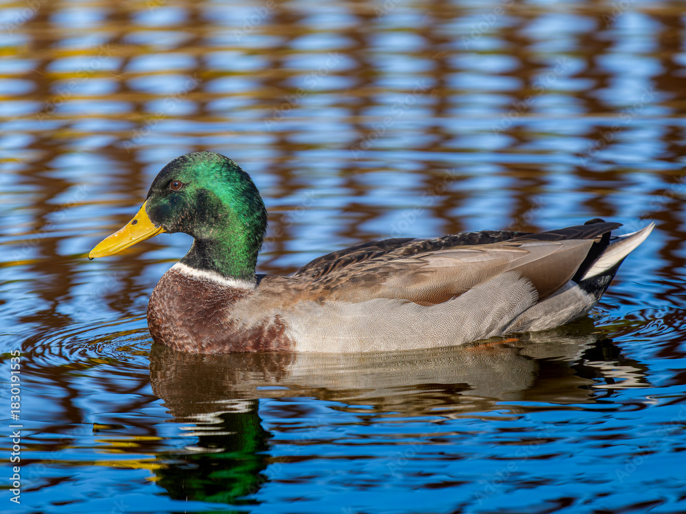 Fototapeta premium 池を泳ぐマガモのオス