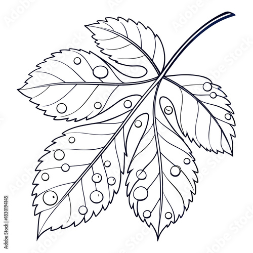 Detailed outline illustration of a single five lobed maple leaf with dew drops and intricate vein patterns on a white background