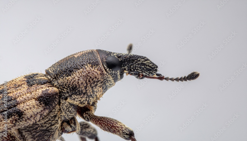 Obraz premium Detailed close-up showing textured antenna and eye region of a small insect.