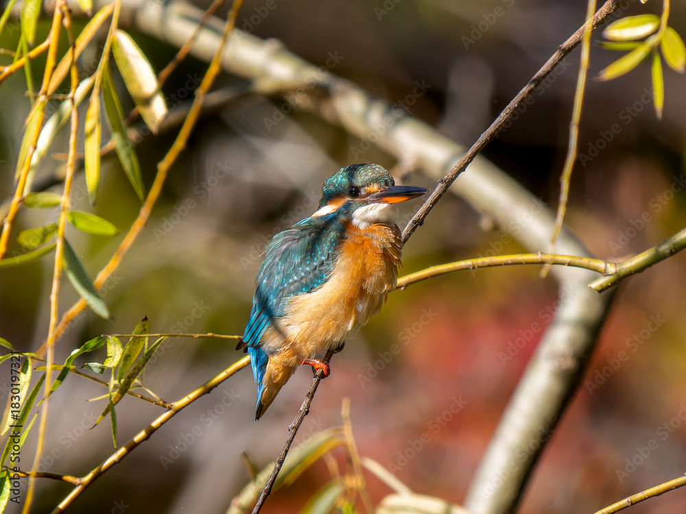 Fototapeta premium 枝にとまるカワセミ