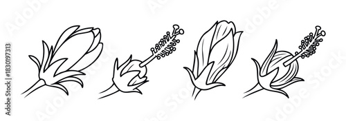 Botanical study of hibiscus flower development stages from bud to stamen details for science education and floral design inspiration