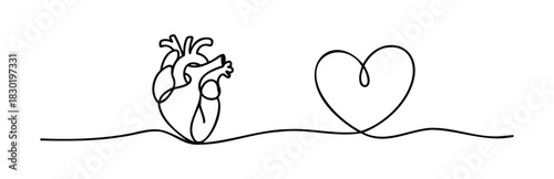 Minimalist continuous line drawing of a human heart and a stylized heart shape symbolizing love and health, perfect for medical or emotional communication projects.