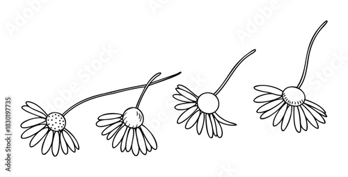 Line art drawing of four daisy flowers with delicate stems in various flowing positions, perfect for springtime nature themes and floral projects.