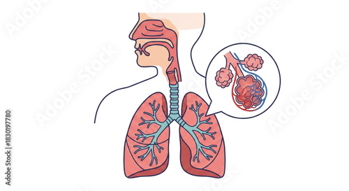 illustration of the anatomy of the human respiratory system.