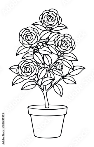 Outline drawing of a potted camellia plant with multiple blossoms and leaves, perfect for greeting cards, scrapbooking, and botanical themes.
