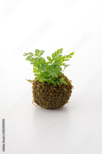 苔玉とプテリス