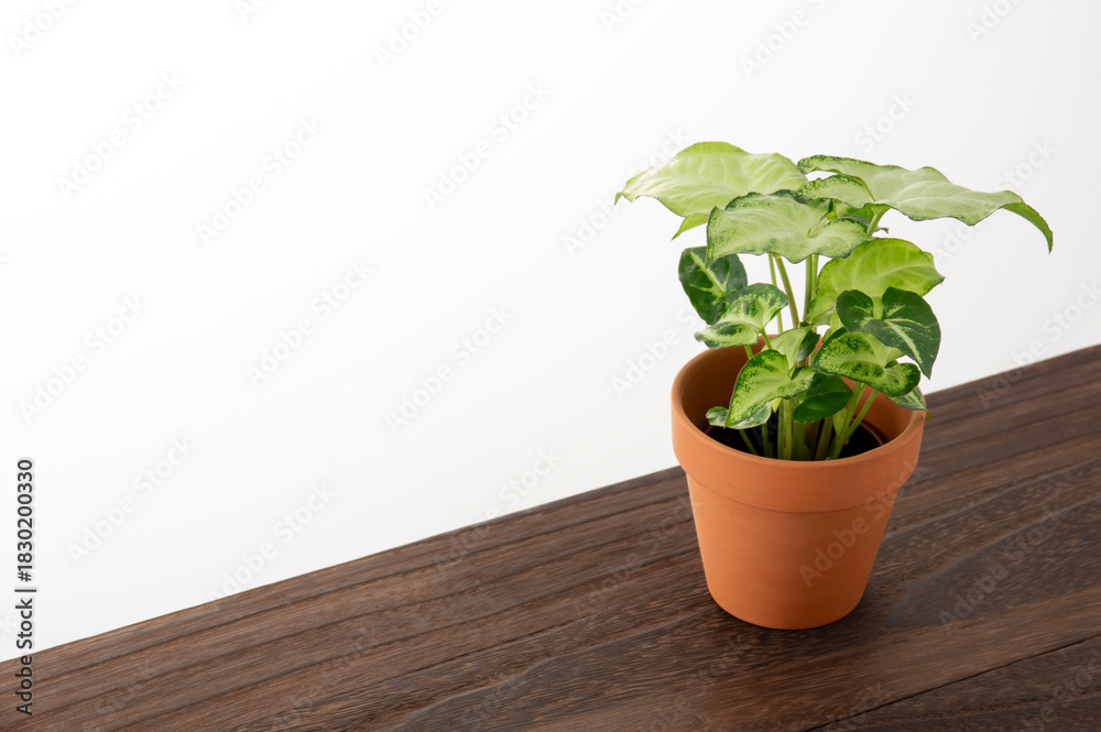 Fototapeta premium シンゴニウム