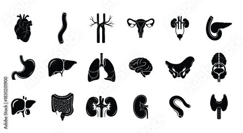 Medical Human Internal Organs Silhouettes Icon Set for Anatomy and Health
