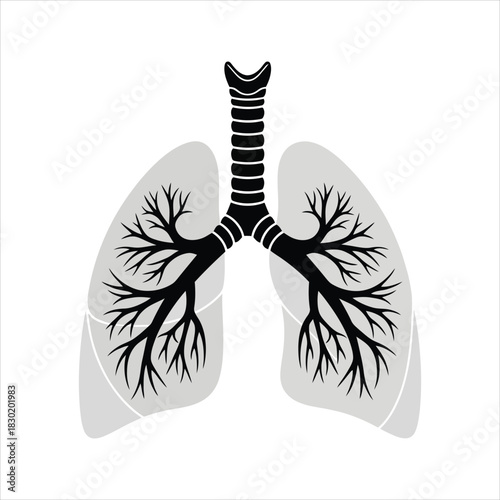 Medical Illustration of Human Respiratory System Anatomy Lungs