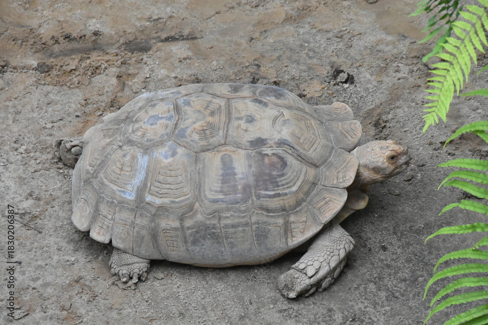 Obraz premium The African spurred tortoise (Geochelone sulcata) is the third largest tortoise globally. Known for its tan/brown shell and robust build, it's native to the Sahara Desert's southern edge. They are her