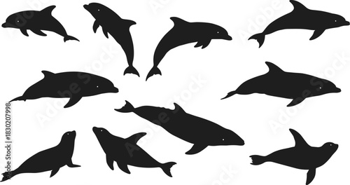 Dolphin and seal silhouettes, marine animal illustration for education, ocean wildlife design, aquatic character art, and zoology learning projects