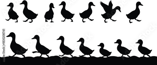 Duck silhouettes in two rows, walking and flying poses, wildlife illustration, animal behavior artwork, educational nature pattern design art