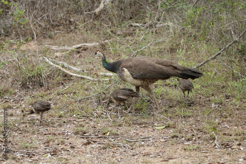 Indian peafowl (Pavo cristatus), commonly known as a peacock, Sri Lanka.