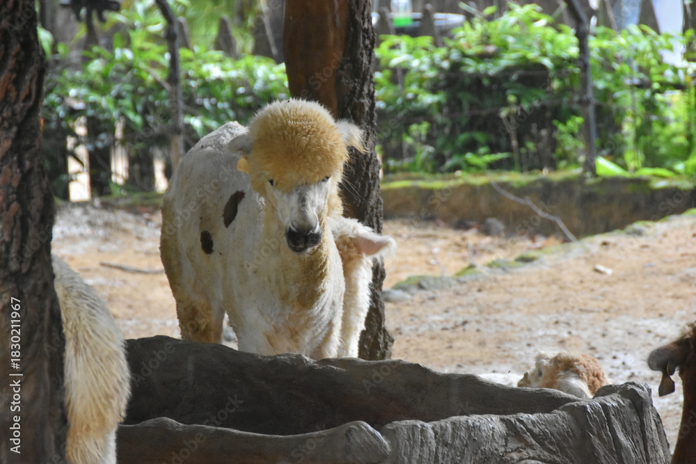 Fototapeta premium The Alpaca (Vicugna pacos) is a domesticated South American camelid, primarily valued for its soft, luxurious fiber. Smaller than llamas, they are social herd animals often raised in the Andes Mountai