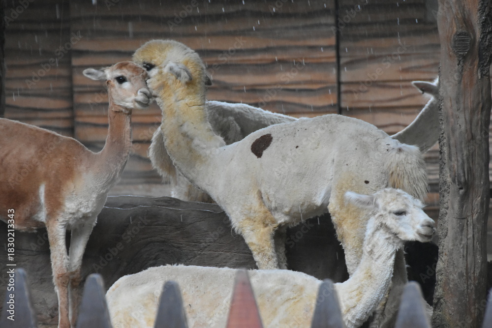 Fototapeta premium The Alpaca (Vicugna pacos) is a domesticated South American camelid, primarily valued for its soft, luxurious fiber. Smaller than llamas, they are social herd animals often raised in the Andes Mountai