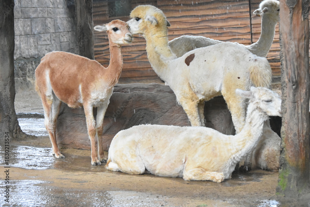 Fototapeta premium The Alpaca (Vicugna pacos) is a domesticated South American camelid, primarily valued for its soft, luxurious fiber. Smaller than llamas, they are social herd animals often raised in the Andes Mountai
