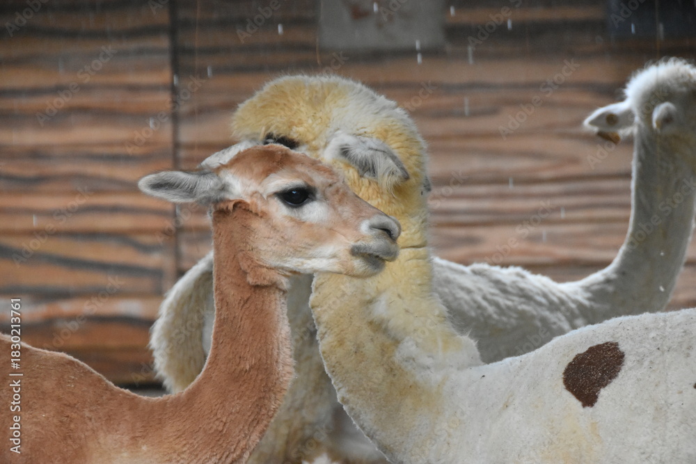Fototapeta premium The Alpaca (Vicugna pacos) is a domesticated South American camelid, primarily valued for its soft, luxurious fiber. Smaller than llamas, they are social herd animals often raised in the Andes Mountai