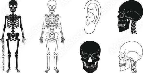 Anatomical studies of the human skeletal system and detailed head illustrations