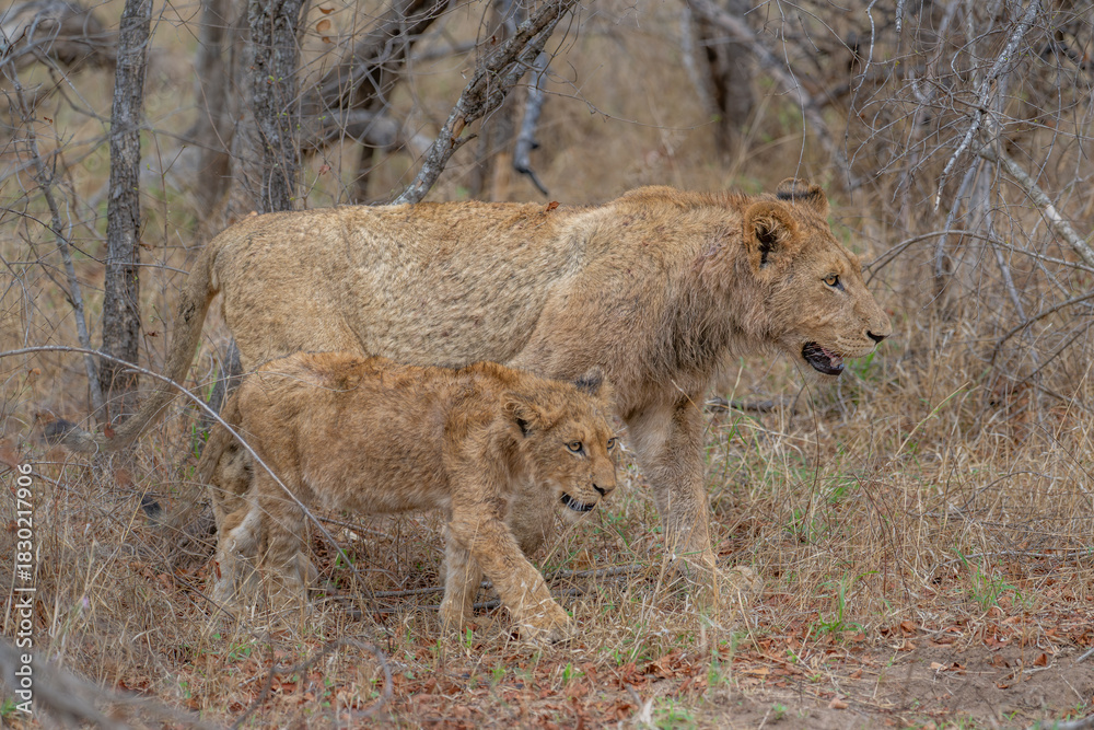 Naklejka premium Lions on the move