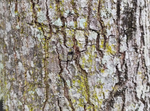 Texture of the tree bark background