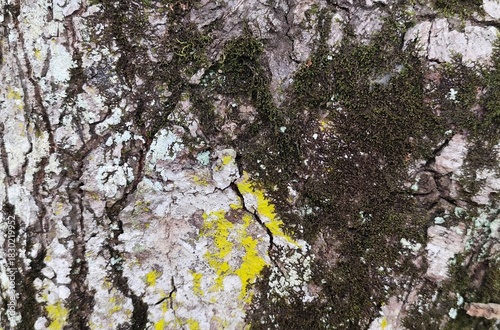 Texture of the tree bark background