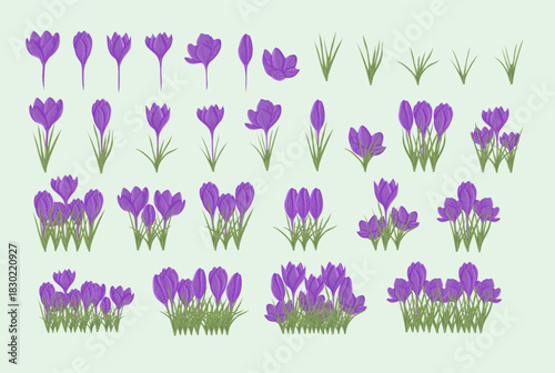 Purple Crocus Spring Flower and Grass Elements Collection