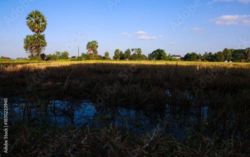 Rural landscape with palm trees over a harvested rice field under a blue sky