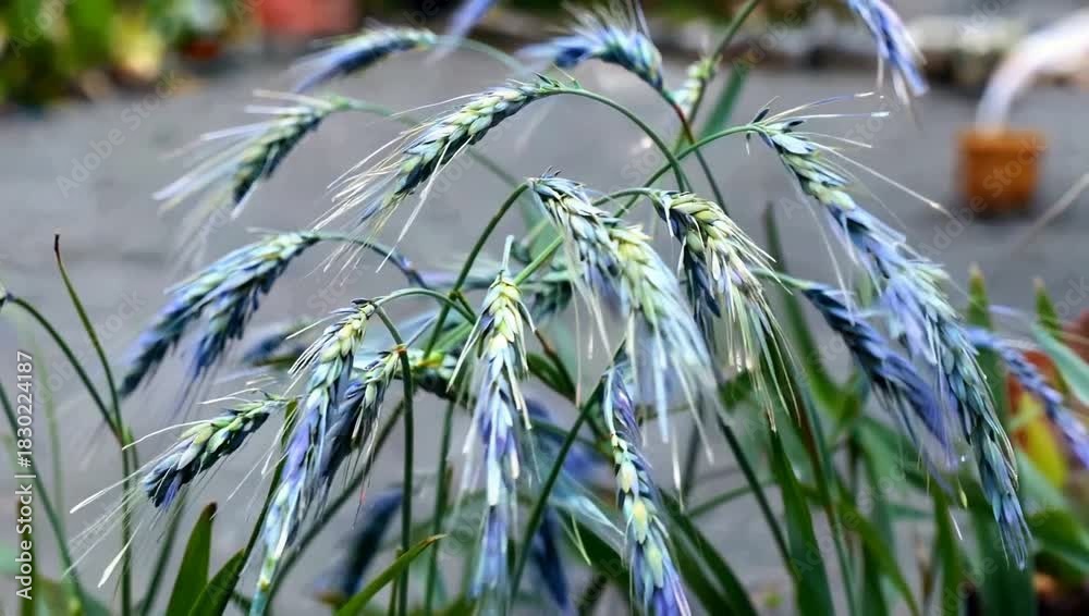 custom made wallpaper toronto digitalBlue Oat Grass Close-Up - A Study in Botanical Beauty and Garden Aesthetics.