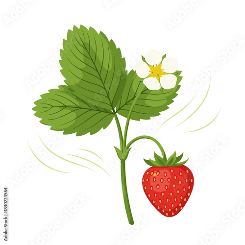 A vibrant illustration of a strawberry plant with lush green leaves, a delicate white flower, and a ripe red berry, showcasing its growth cycle.