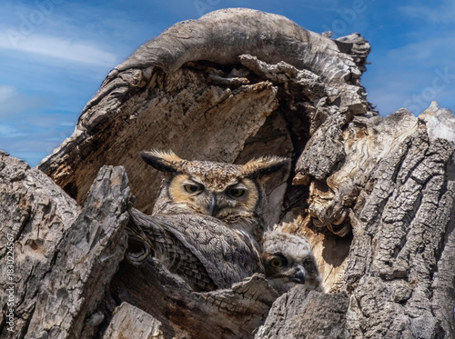 Great horned owl and owlet 