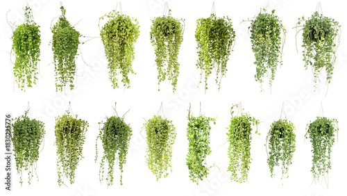 Collection of 15 Dischidia planted in a black pot. isolated on white background.	png