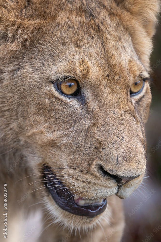 Fototapeta premium lion cub close up