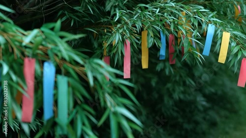 Colorful Tanzaku Wishes Hanging on Bamboo Tree