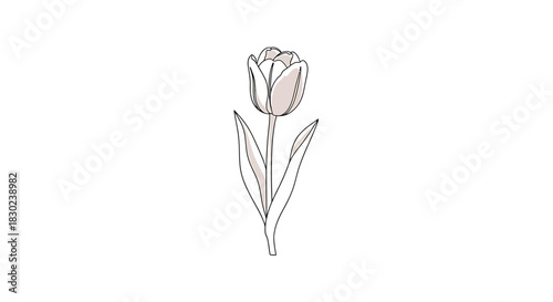 Minimalist tulip line art illustration with a subtle beige color fill, a graceful botanical drawing for modern design projects