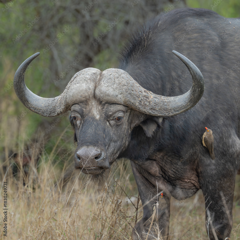 Fototapeta premium Portrait of an African Buffalo