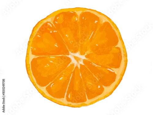 みかんの断面 ベクターイラスト (料理素材・カット・断面・スライス)