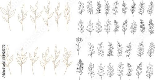 Delicate floral botanical illustrations silhouette