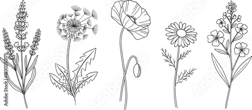 Collection of wildflower illustrations silhouette