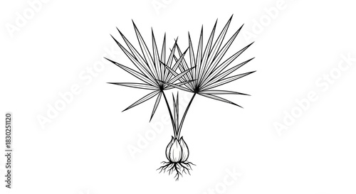 Detailed botanical illustration of a unique plant with intricate leaf structures.