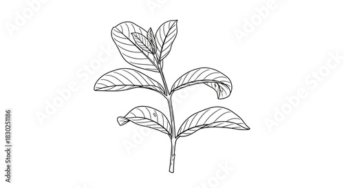 Detailed Line Drawing of a Fresh Green Plant Stem with Leaves.
