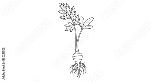 Minimalist line art drawing of a root vegetable plant.