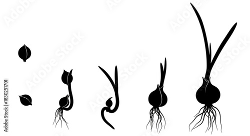 Onion growth stages from seed to mature plant with roots and leaves.