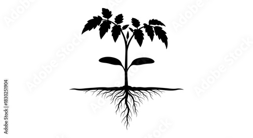 Silhouette of a Young Plant with Roots Symbolizing Growth and Development.